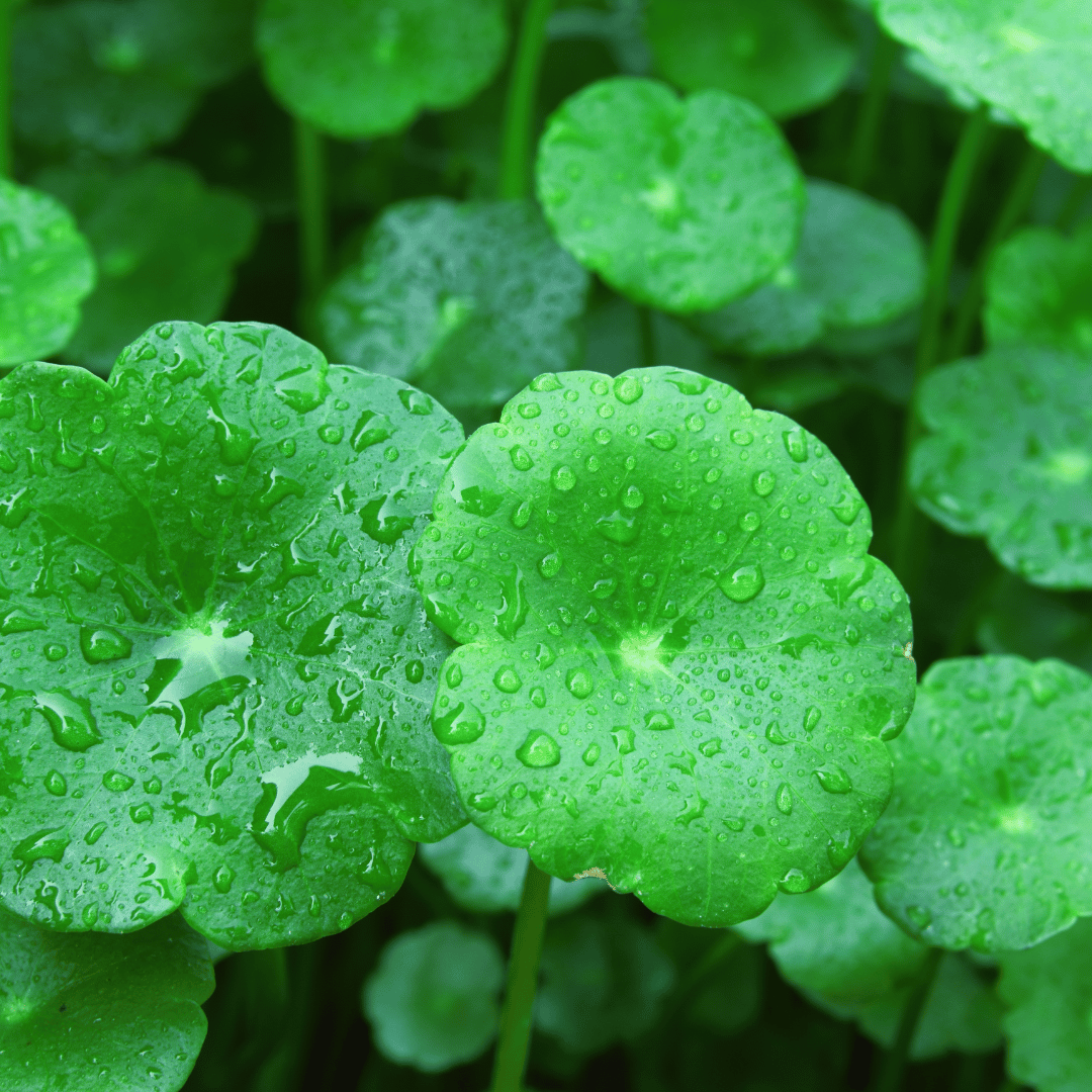 Organická Gotu kola